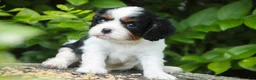Cavalier King Charles Spaniel dogs for sale: Buddy - Ad 6