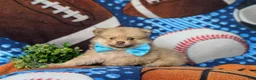 Pomeranian dogs for sale: Bentley - Ad 4