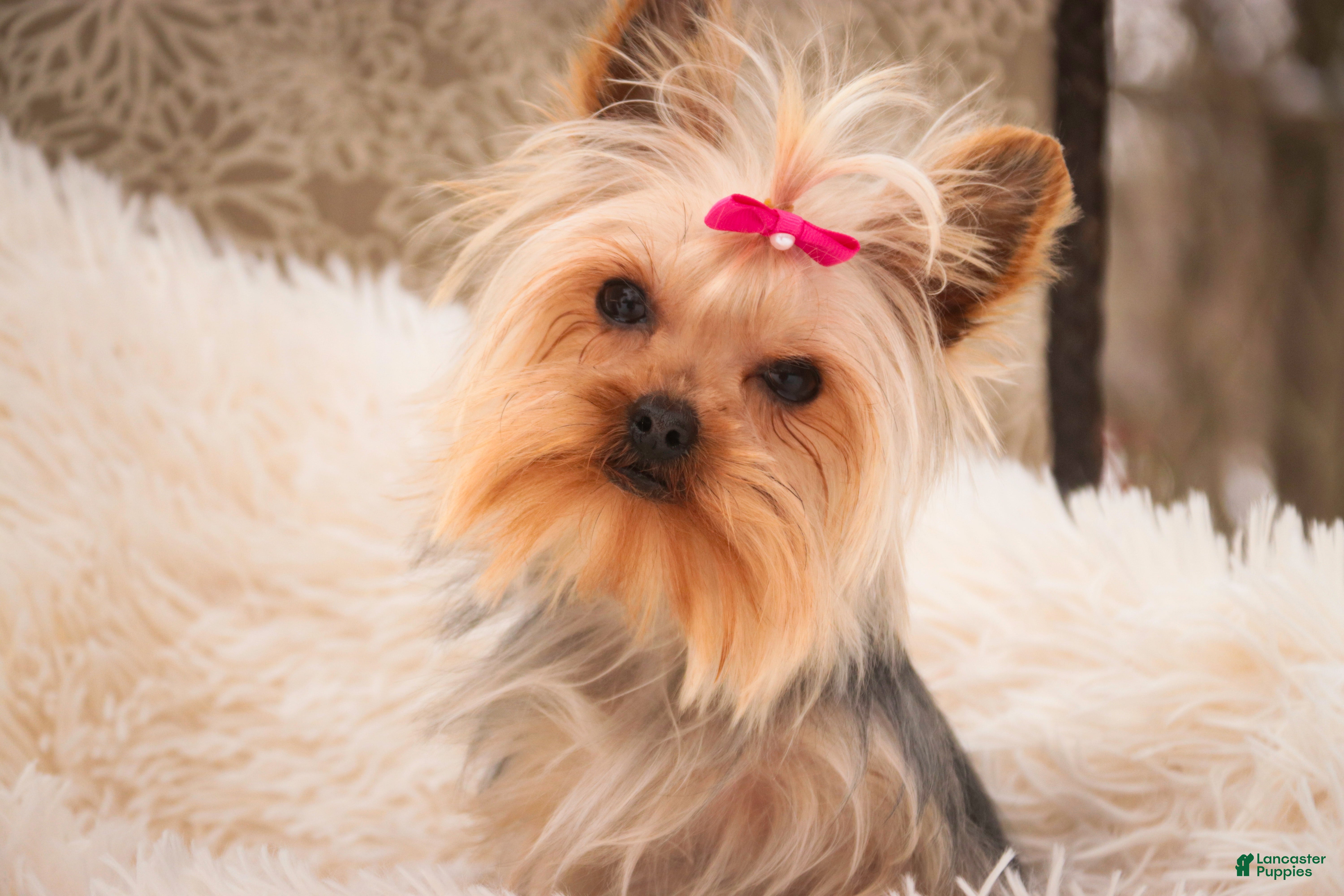 Yorkshire Terrier dogs Megan - Ad 32