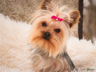 Yorkshire Terrier dogs Megan - Ad 31