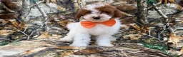 Miniature Poodle dogs for sale: Chip - Ad 4