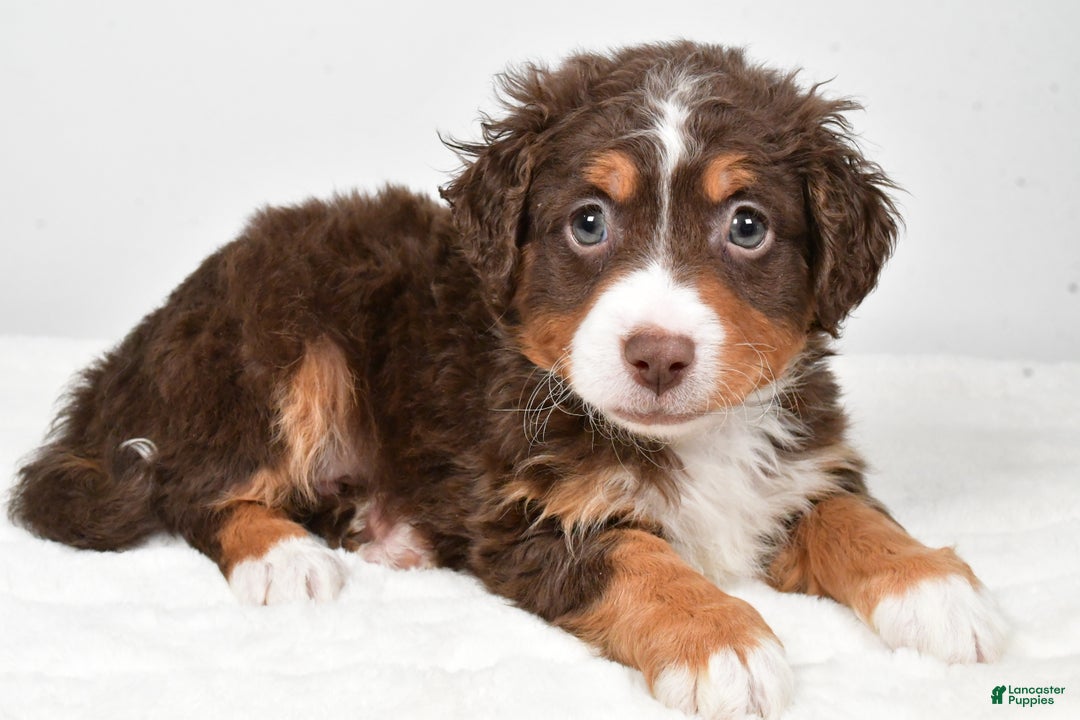 Mixed Breed dogs for sale: Lucas - Ad 3