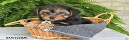 Yorkshire Terrier dogs for sale: Franklin - Ad 1