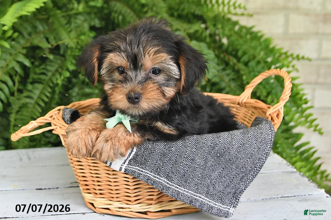 Yorkshire Terrier dogs for sale: Franklin - Ad 1