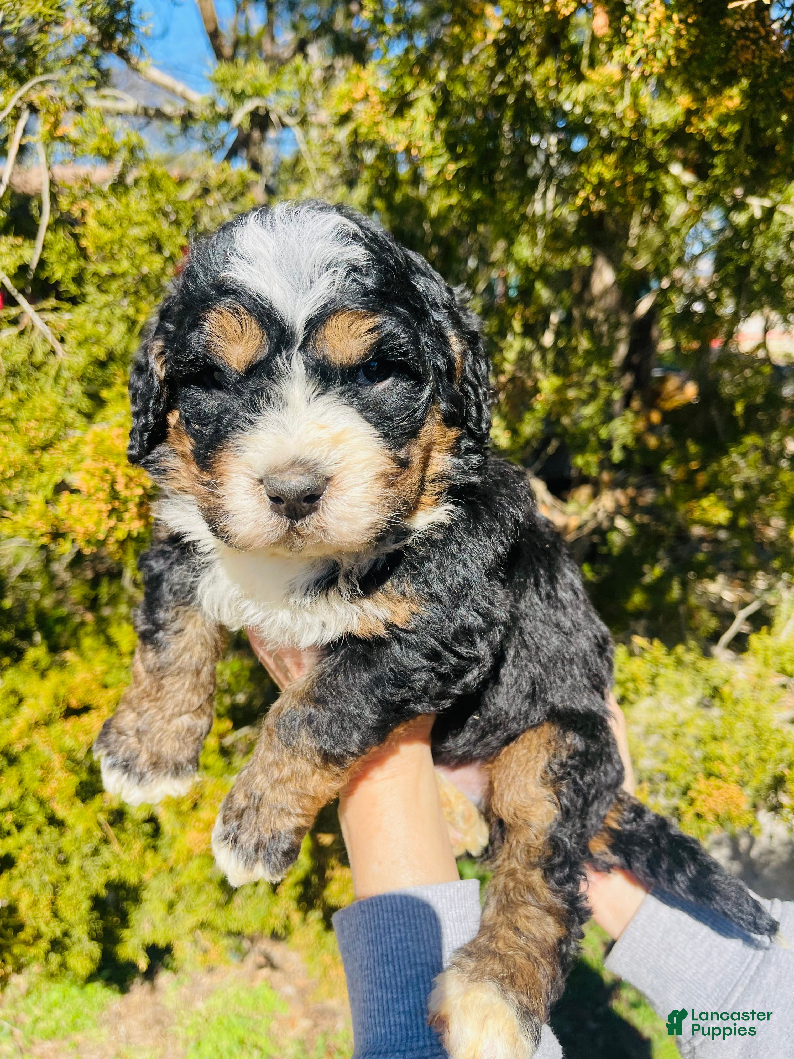 Bernedoodle dogs Bernedoodle “Peep” - Ad 2