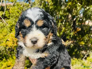 Bernedoodle dogs Bernedoodle “Peep” - Ad 2