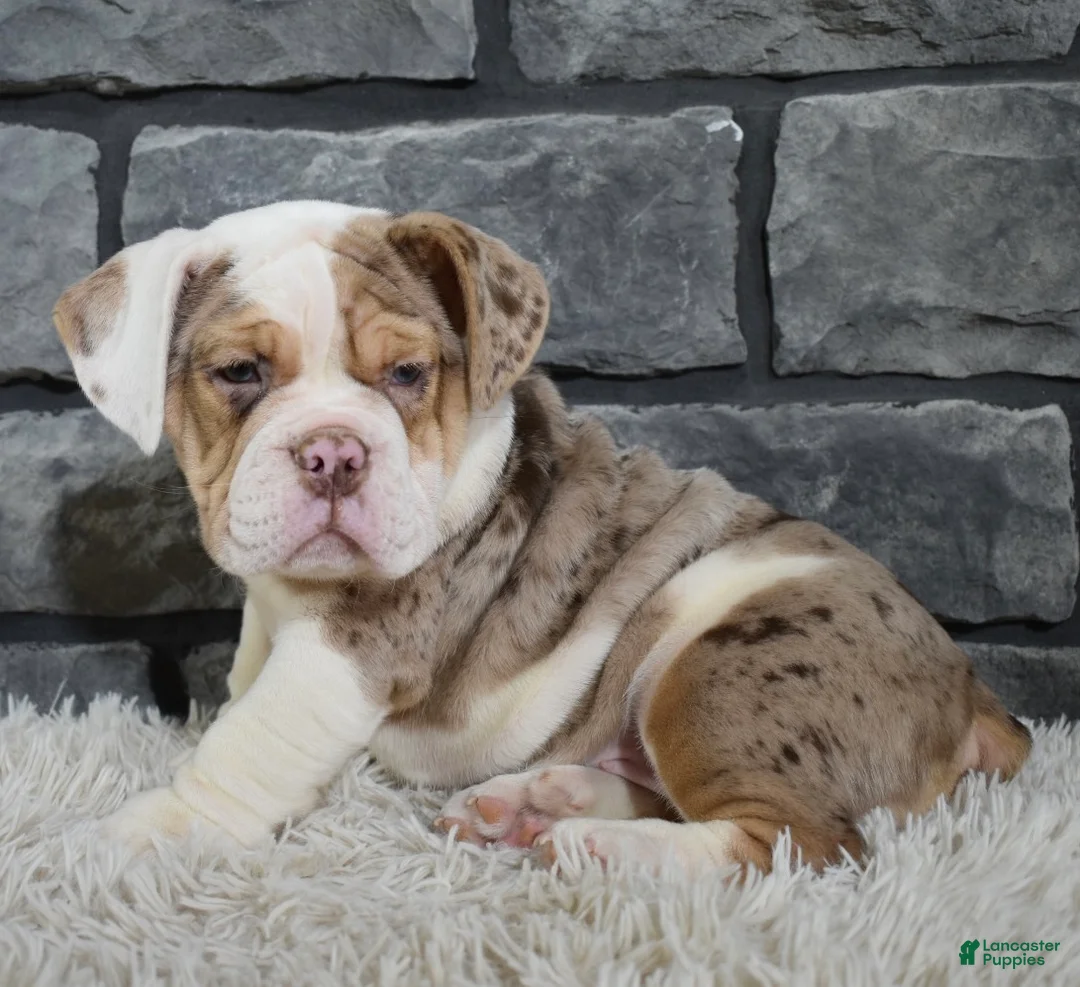 Beabull dogs for sale: Princess  - Ad 4