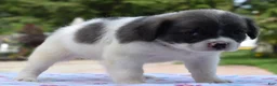 Mixed Breed dogs for sale: Zoey blue pied fluffy  - Ad 20