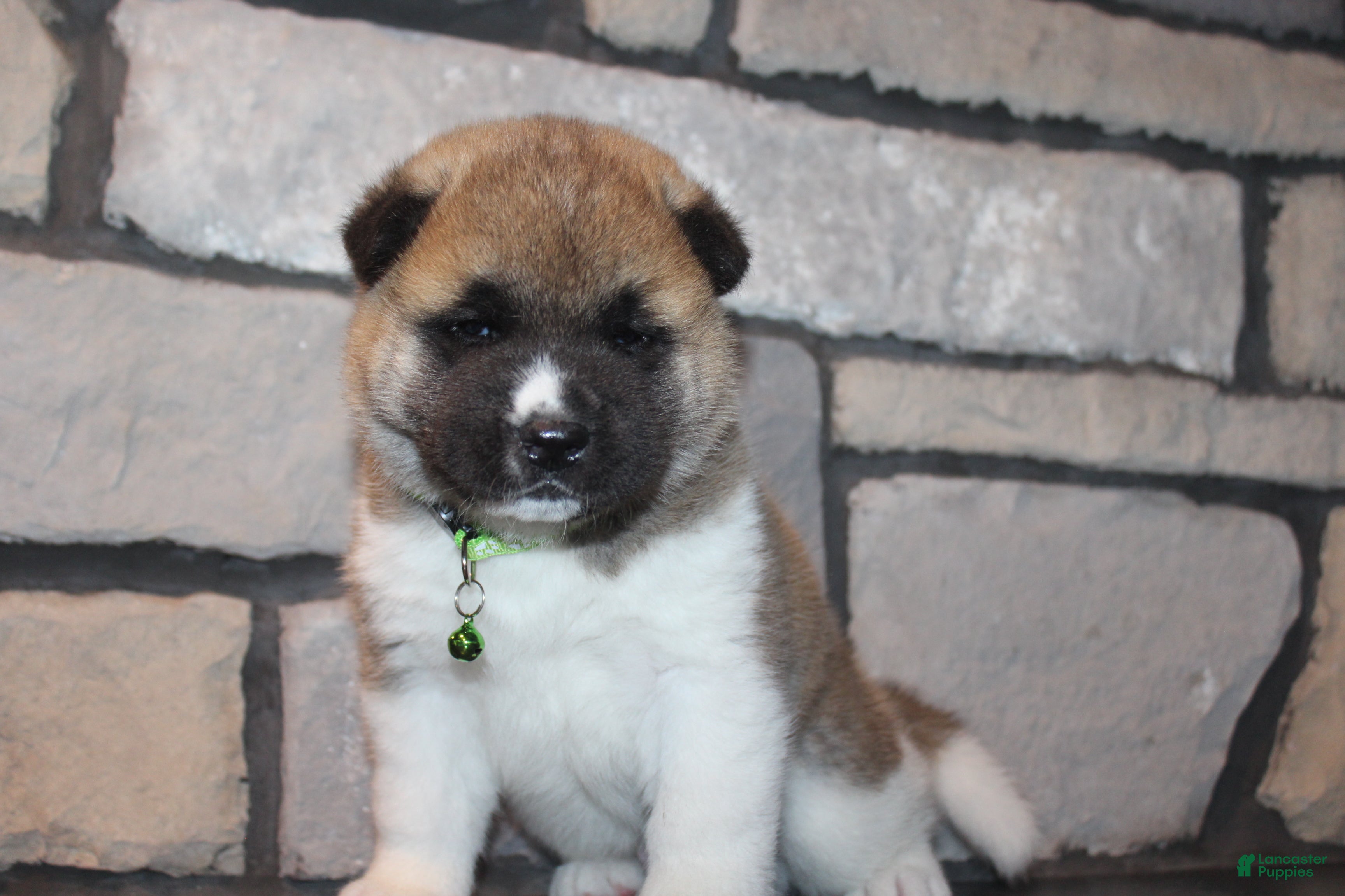 Akita dogs AKC Bear - Ad 1