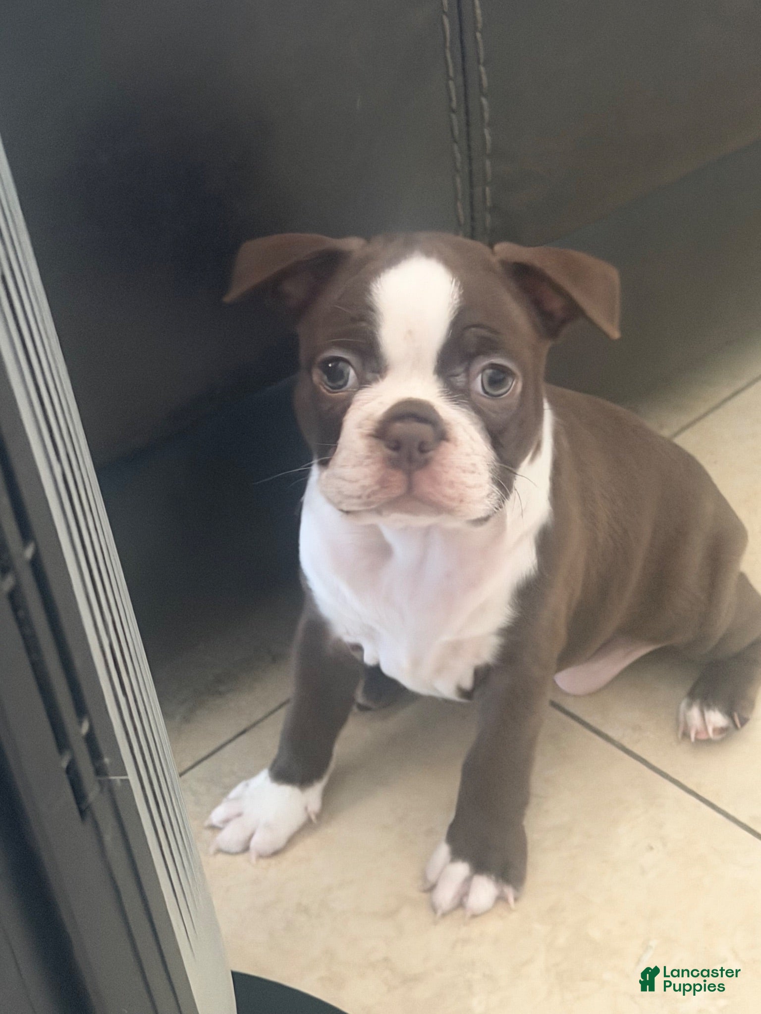 Boston Terrier dogs Boston Terrier 1 - Ad 33