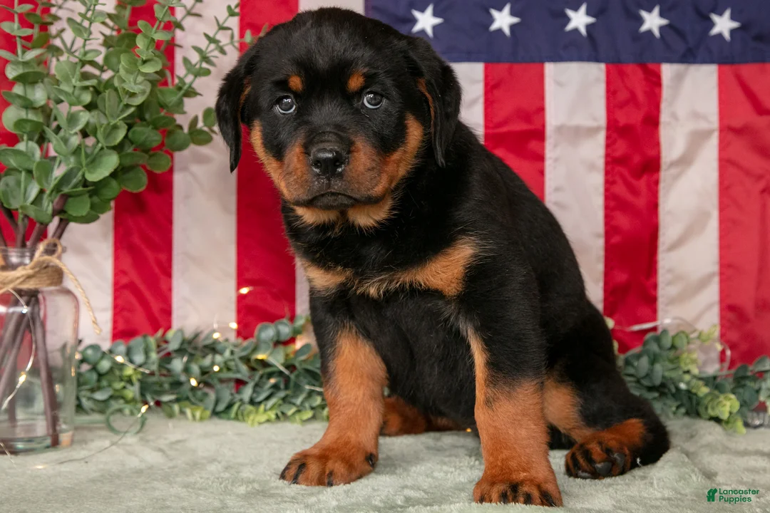 Rottweiler dogs for sale: Lily - Ad 3