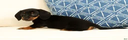 Miniature Dachshund dogs for sale: Jackie - Ad 8