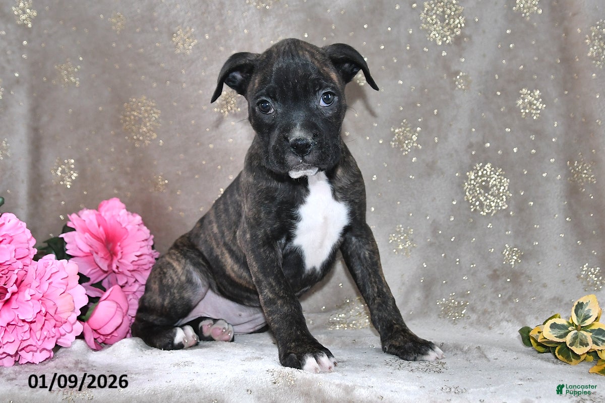 Boxer dogs Barbie - Ad 16