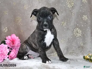 Boxer dogs Barbie - Ad 1