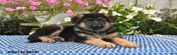 German Shepherd dogs for sale: Fritz - Ad 3