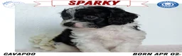 Cavapoo dogs for sale: Sparky - Ad 1