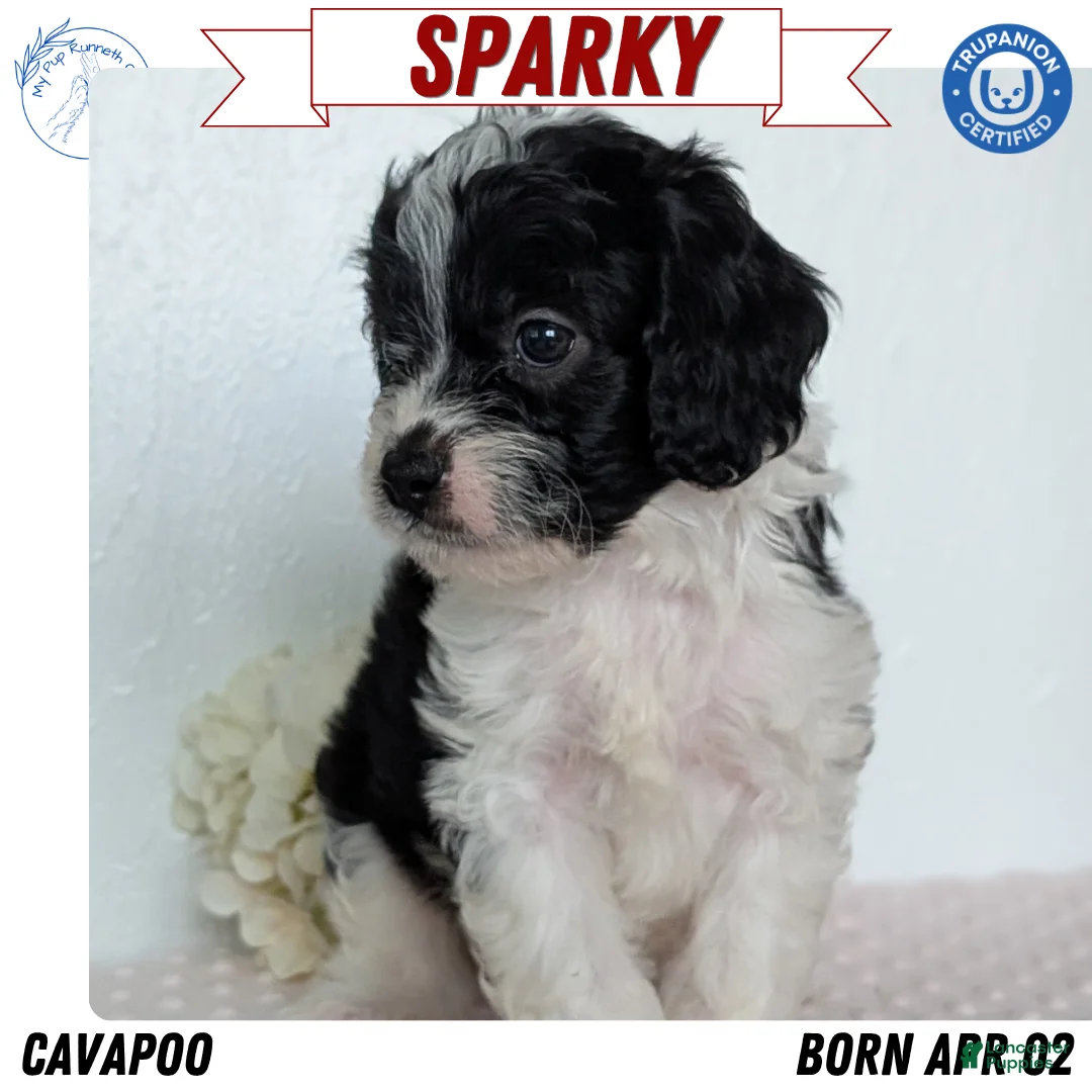Cavapoo dogs for sale: Sparky - Ad 1