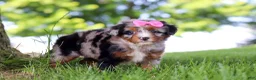 Mini Bernedoodle dogs for sale: Firefly - Ad 4