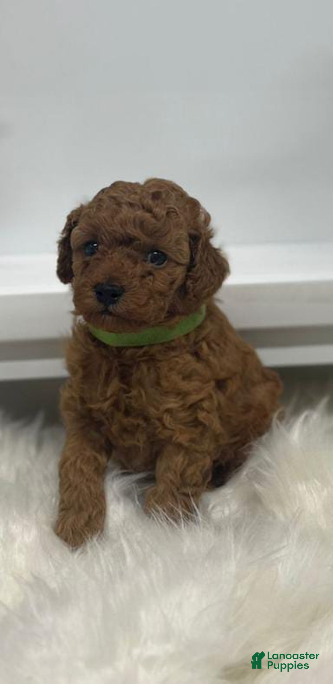 Toy Poodle dogs for sale: Rusty - Ad 1