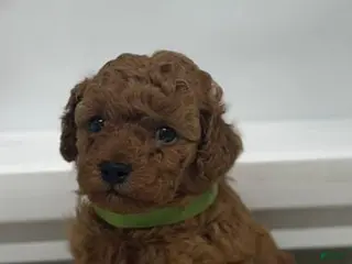 Toy Poodle dogs Rusty - Ad 1