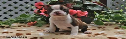 Boston Terrier dogs for sale: Lindsey - Ad 2