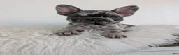 French Bulldog dogs for sale: Oliver - Ad 3