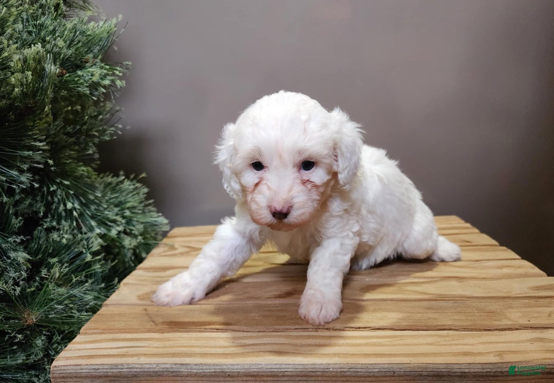 Mini Bernedoodle dogs for sale: Flake - Ad 10