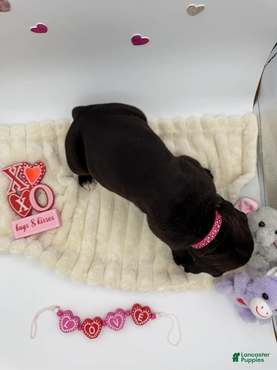 Cane Corso dogs for sale: Cane Corso Puppy 10 - Ad 5