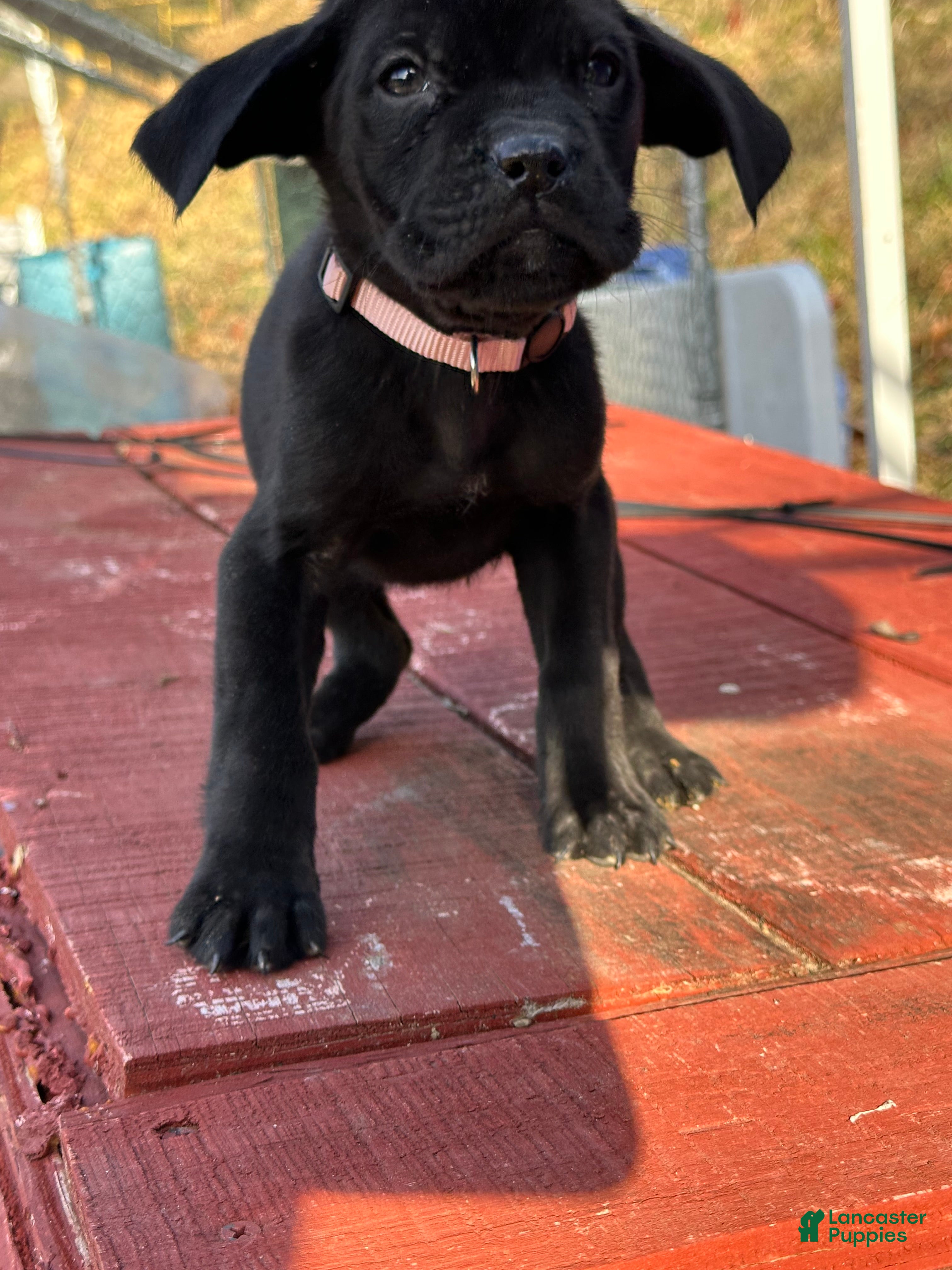 Cane Corso dogs Aria - Ad 14