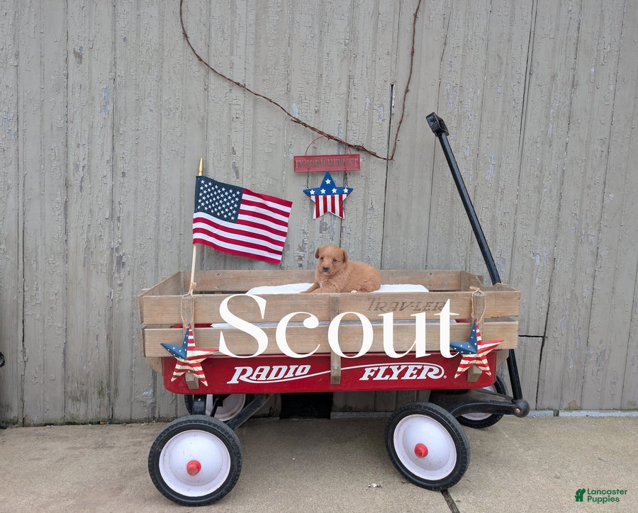 Mixed Breed dogs Scout - Ad 42