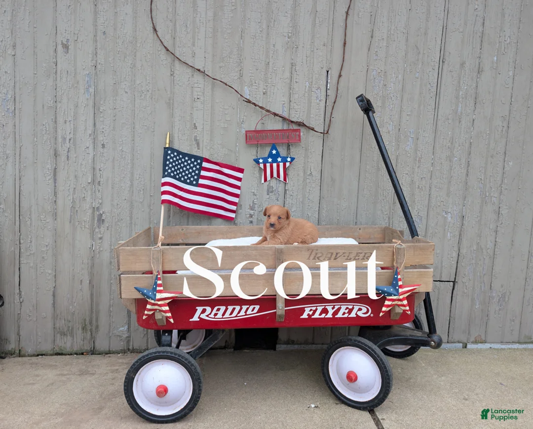 Mixed Breed dogs for sale: Scout - Ad 1