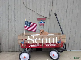 Mixed Breed dogs Scout - Ad 42
