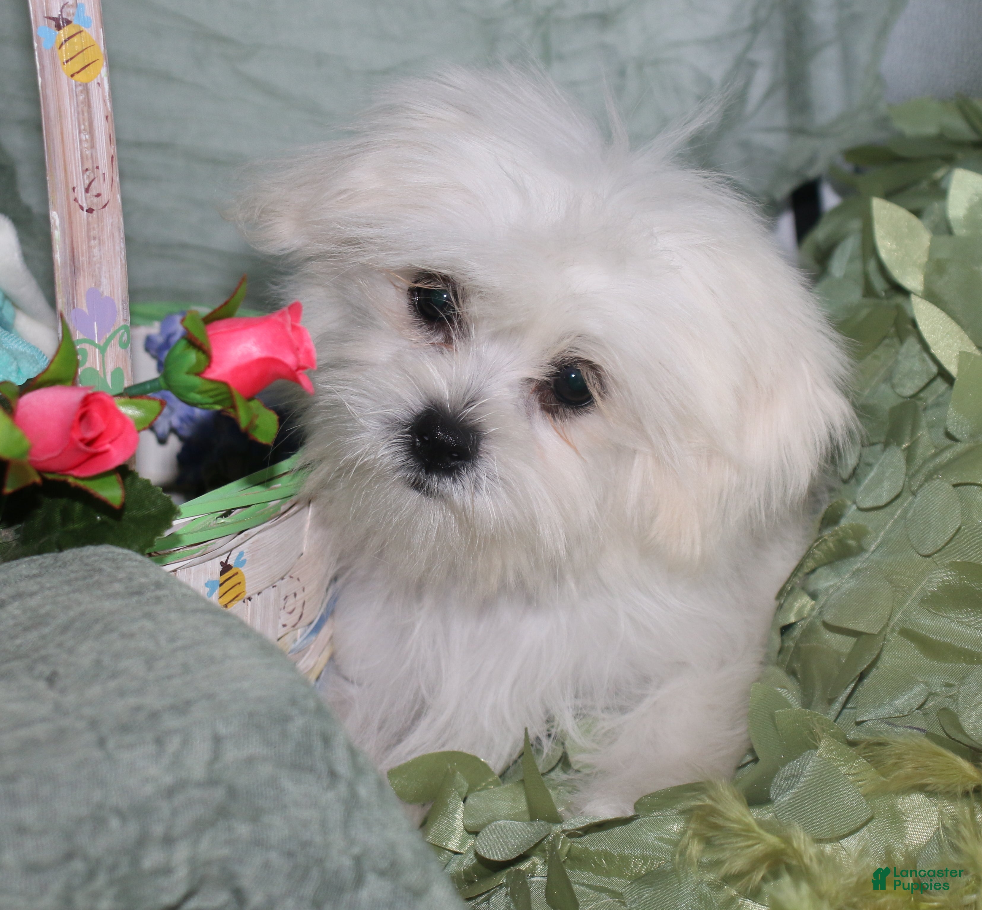 Shihpoo dogs Shiloh - Ad 1