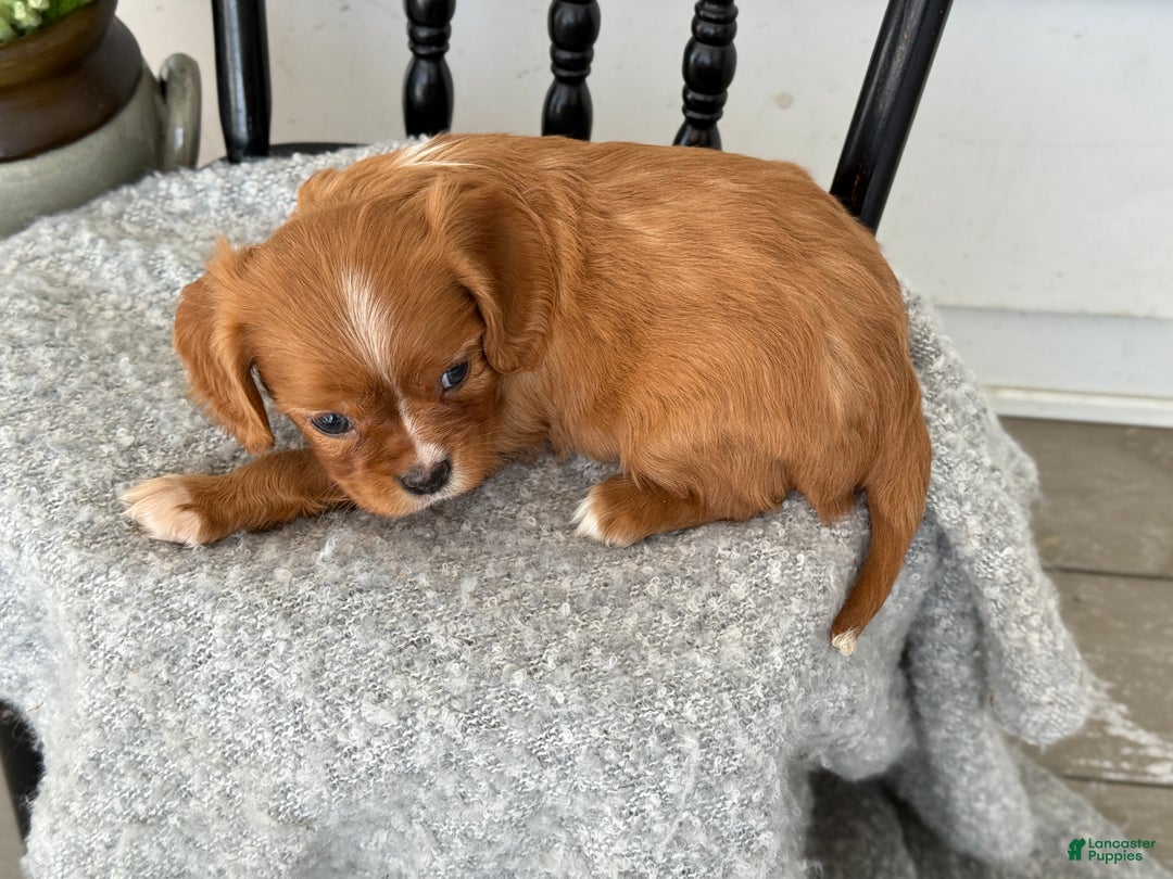 Cavalier King Charles Spaniel dogs for sale: Walden - Ad 7