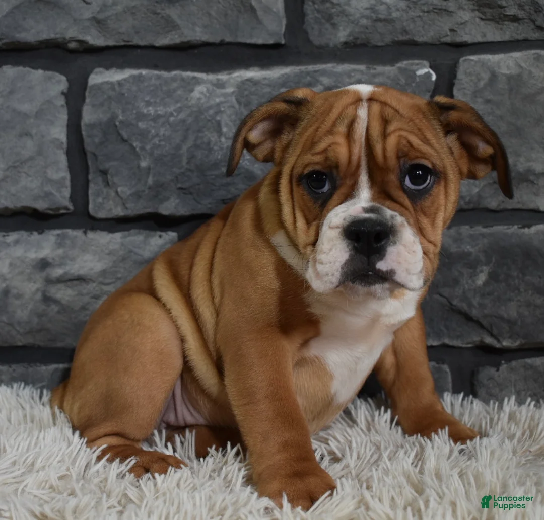 Beabull dogs for sale: Penny  - Ad 1