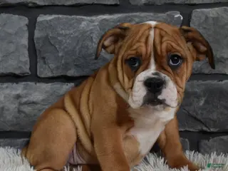 Beabull dogs Penny - Ad 24