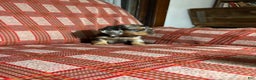 Miniature Dachshund dogs for sale: Miniature Dachshund Puppy 4 - Ad 3