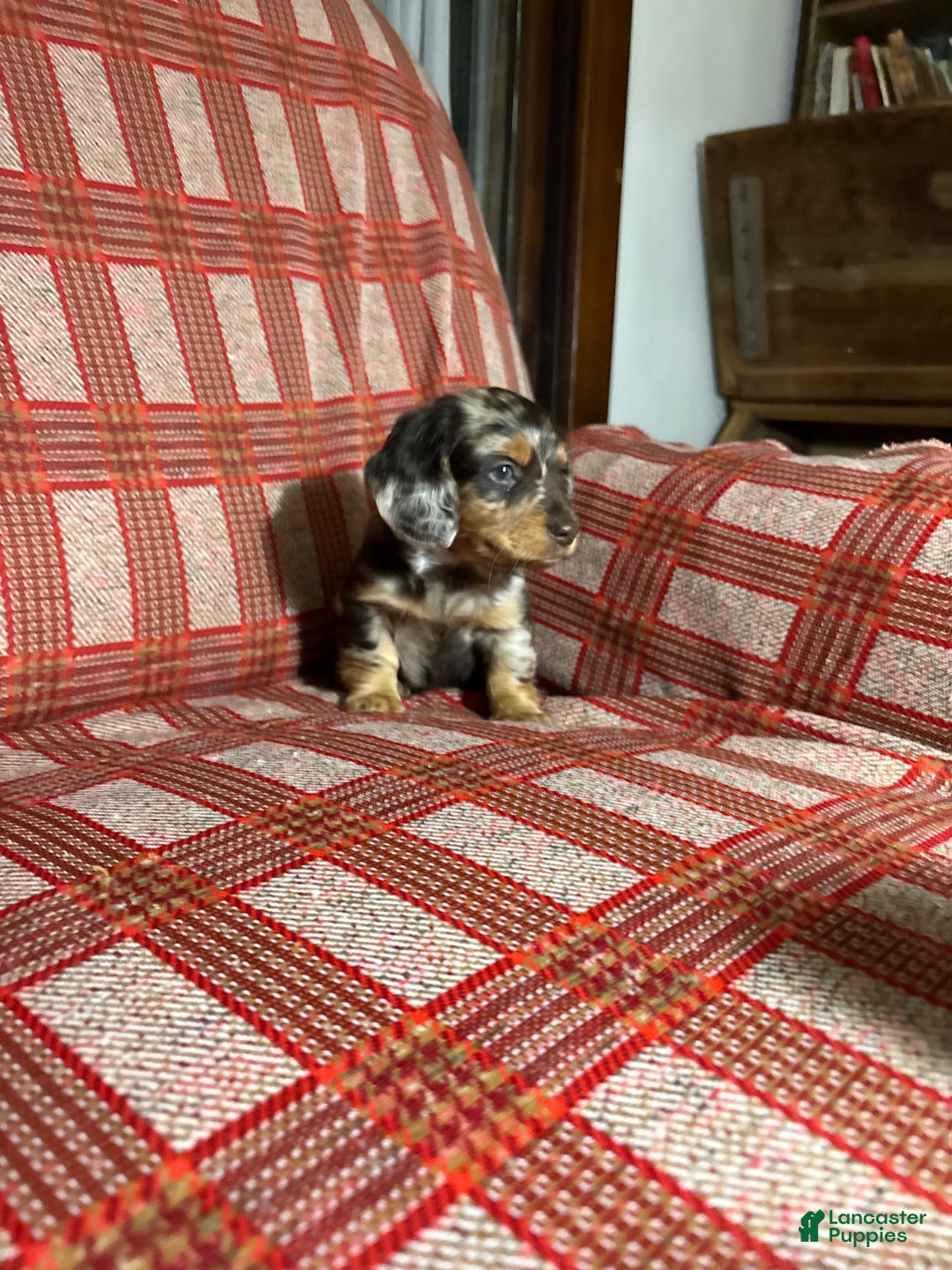 Miniature Dachshund dogs for sale: Miniature Dachshund Puppy 4 - Ad 3