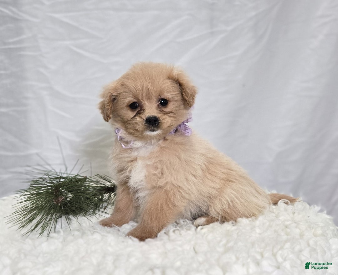 Pomapoo dogs for sale: Lily - Ad 1