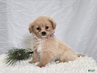 Pomapoo dogs Lily - Ad 4