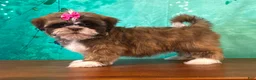 Shih Tzu dogs for sale: Poppy - Ad 3