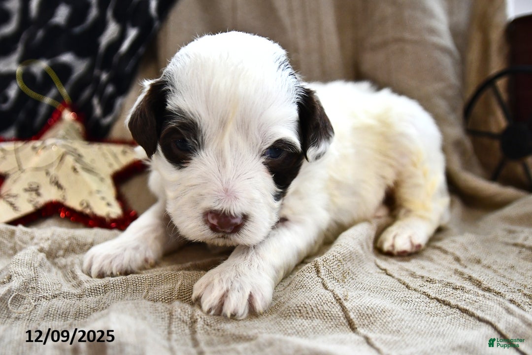 Portuguese Water Dog dogs for sale: Dumpling - Ad 4