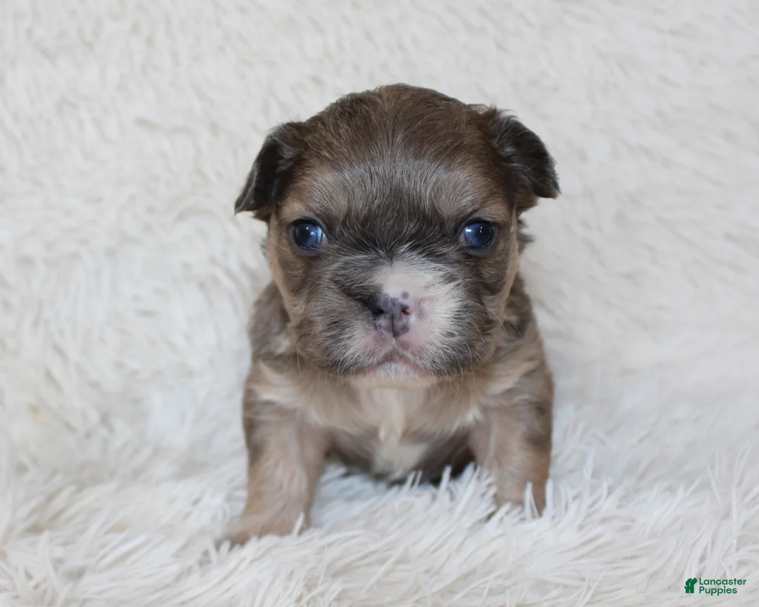 French Bulldog dogs for sale: Fluffy Leo - Ad 1