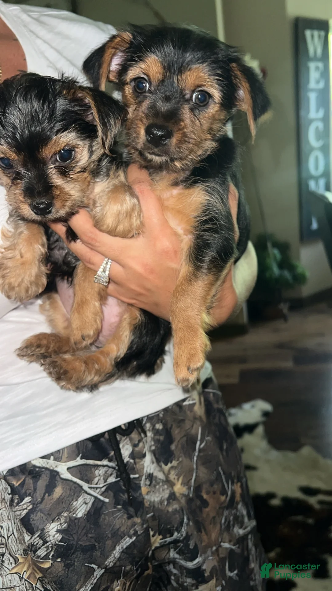 Mixed Breed dogs for sale: Mixed Breed 2 - Ad 2