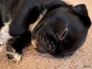 Puggle dogs Pepper - Ad 12