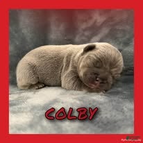 French Bulldog dogs for sale: Colby - Ad 1