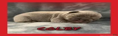 Colby