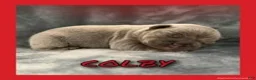 French Bulldog dogs for sale: Colby - Ad 1