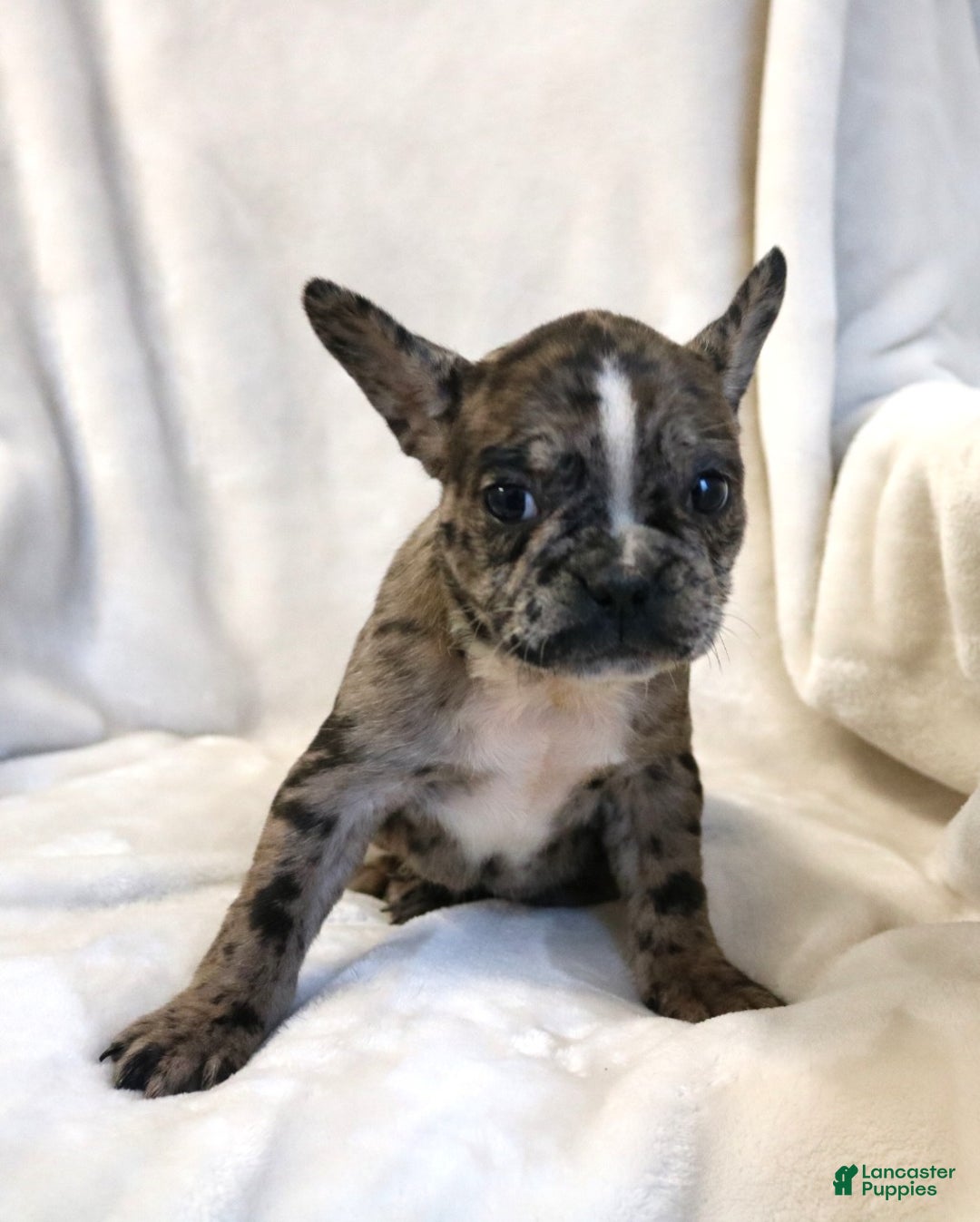 Frenchton dogs for sale: Cassie - Ad 1