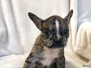 Frenchton dogs Cassie - Ad 20